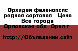 Орхидея фаленопсис редкая сортовая › Цена ­ 800 - Все города  »    . Орловская обл.,Орел г.